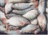 Monte sua Fábrica de Peixes -$ E Ganhe dinheiro$