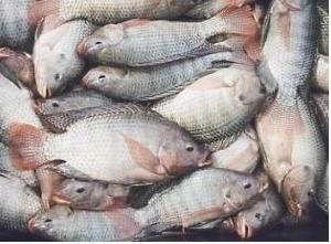 Monte sua Fábrica de Peixes -$ E Ganhe dinheiro$